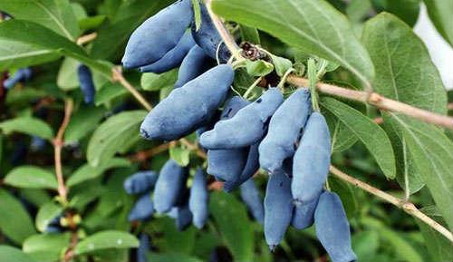 Все сорта жимолости. Сорта и виды жимолости