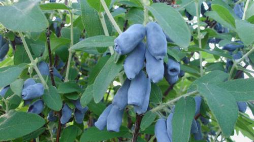 Сорта низкорослой жимолости. Лучшие сорта жимолости — ТОП-50 2022 года