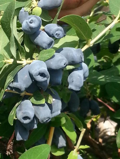 Сорта низкорослой жимолости. Лучшие сорта жимолости — ТОП-50 2022 года