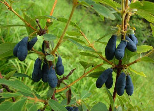 Все сорта жимолости. Сорта и виды жимолости