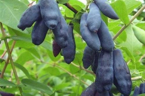 Все сорта жимолости. Сорта и виды жимолости