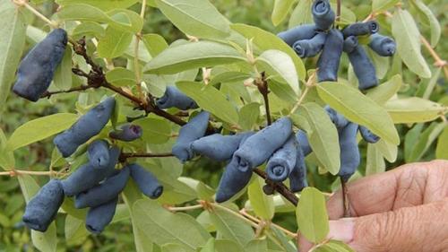 Сорта жимолости, которые не осыпаются. Топ лучших сортов жимолости вне зависимости от параметров