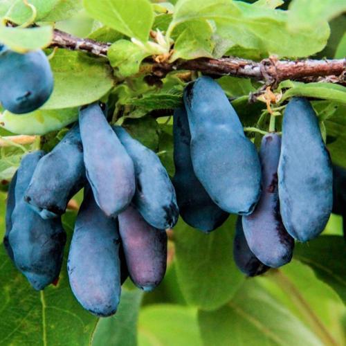 Сорта низкорослой жимолости. Лучшие сорта жимолости — ТОП-50 2022 года