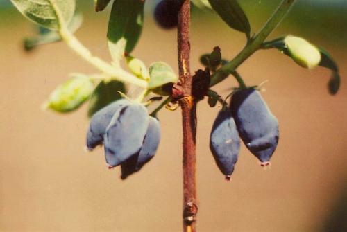 Сорта низкорослой жимолости. Лучшие сорта жимолости — ТОП-50 2022 года