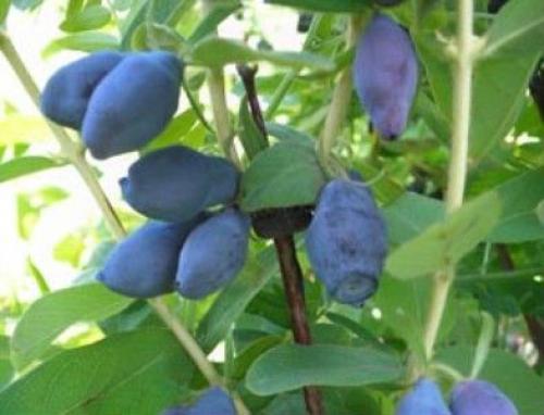 Все сорта жимолости. Сорта и виды жимолости