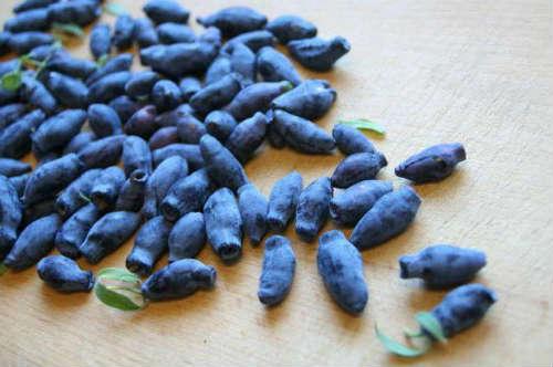 Все сорта жимолости. Сорта и виды жимолости