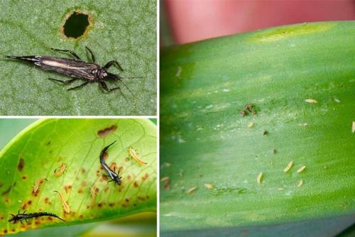 Вредители комнатных растений живущие в земле. Вредители комнатных растений —, как с ними бороться и фото с названиями