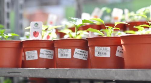 Что означает маркировка саженцев. Контейнер «Р9» 04 Что означает маркировка саженцев. Контейнер «Р9» 04