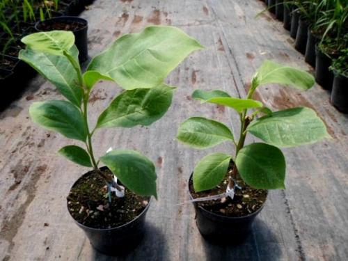 Размеры и обозначения контейнеров для растений. Виды контейнеров