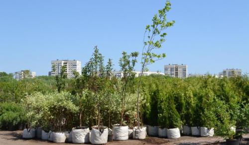 Что означает маркировка саженцев. Контейнер «Р9» 02 Что означает маркировка саженцев. Контейнер «Р9» 02