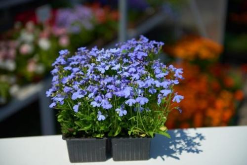 Размеры и обозначения контейнеров для растений. Виды контейнеров