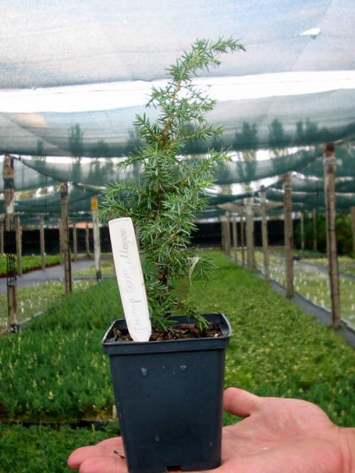 Размеры и обозначения контейнеров для растений. Виды контейнеров