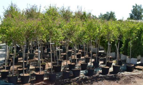 Что означает маркировка саженцев. Контейнер «Р9» 01 Что означает маркировка саженцев. Контейнер «Р9» 01