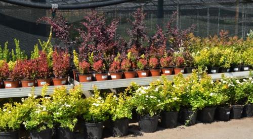 Что означает маркировка саженцев. Контейнер «Р9» 07 Что означает маркировка саженцев. Контейнер «Р9» 07