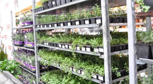 Что означает маркировка саженцев. Контейнер «Р9» 06 Что означает маркировка саженцев. Контейнер «Р9» 06