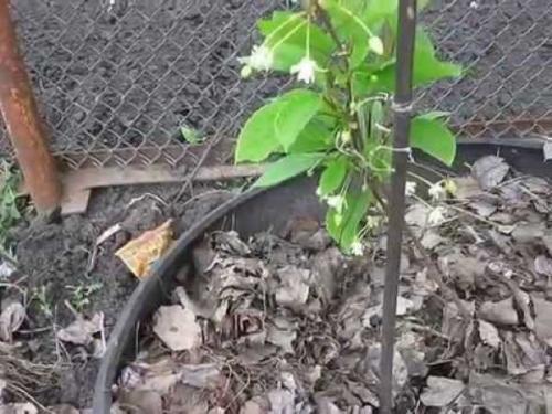 Лимонник китайский выращивание в украине. Лимонник китайский: посадка