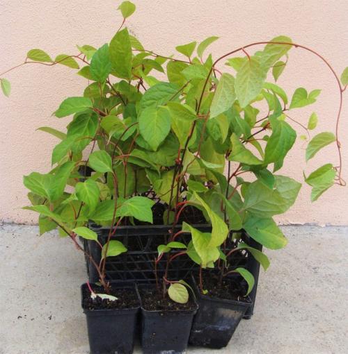 Сажаем китайский лимонник семенами и другими способами. Размножение и посадка