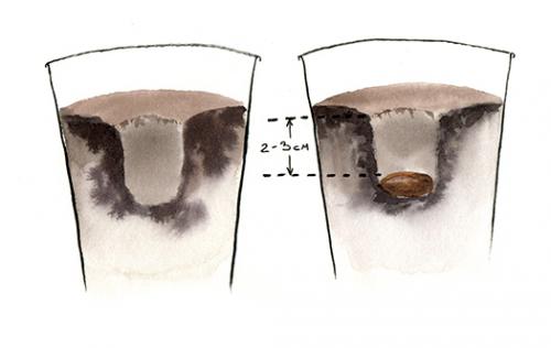 Как ухаживать за дубом в домашних условиях. Домашний дуб в горшке