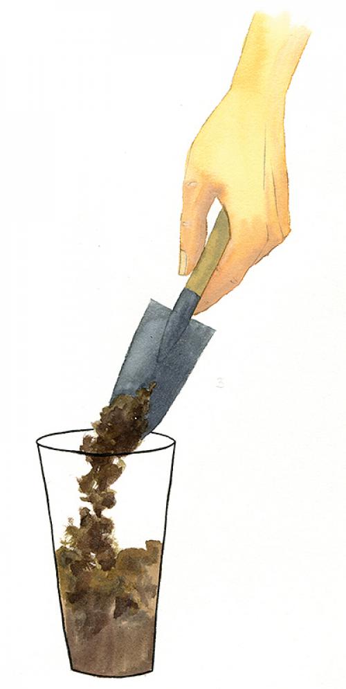 Как ухаживать за дубом в домашних условиях. Домашний дуб в горшке