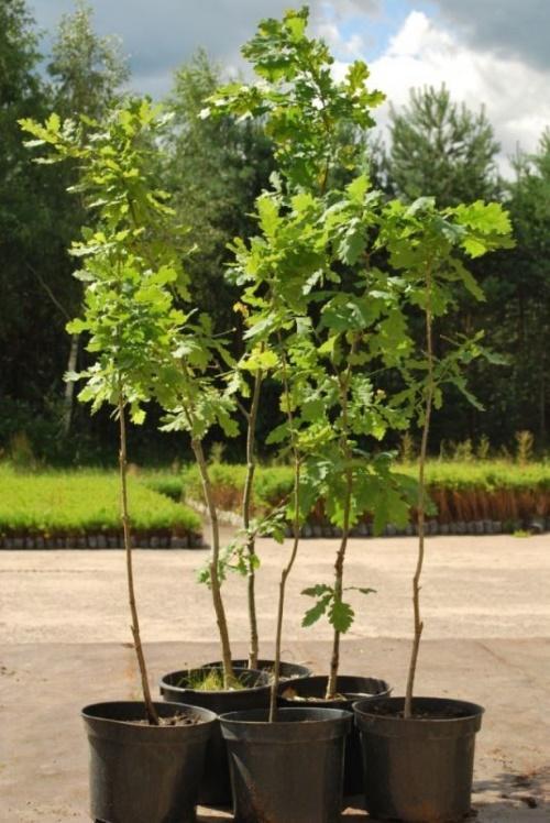 Дуб в саду. Как вырастить дуб на частном участке