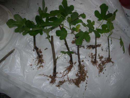 Дуб в саду. Как вырастить дуб на частном участке