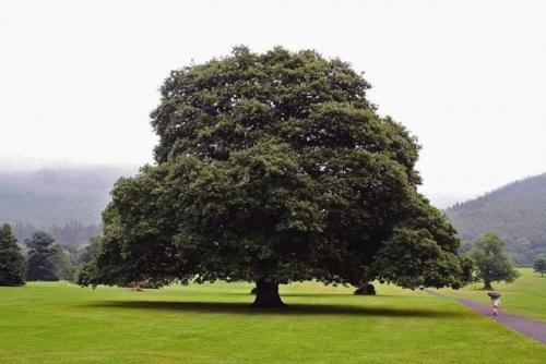 Рост дуба по годам. Сколько лет может расти дуб