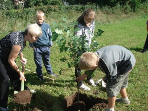 Как ухаживать за дубом. Как посадить дуб? Садим саженец или выращиваем дуб из желудя