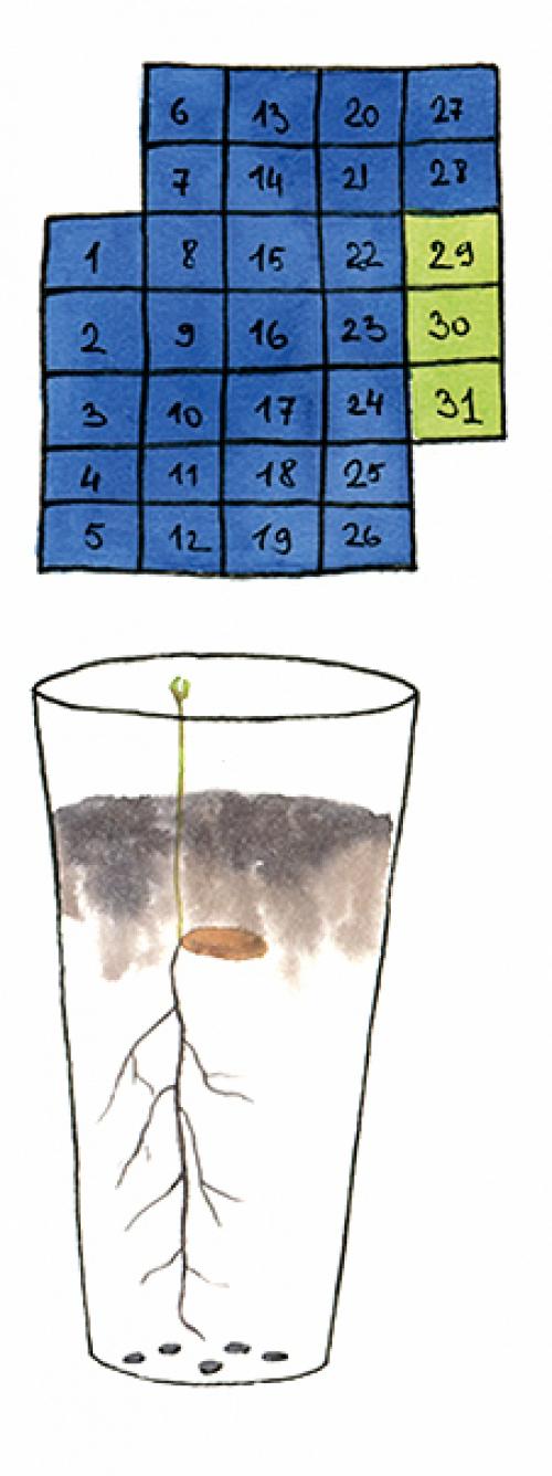 Как ухаживать за дубом в домашних условиях. Домашний дуб в горшке