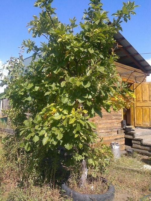 Дуб в саду. Как вырастить дуб на частном участке