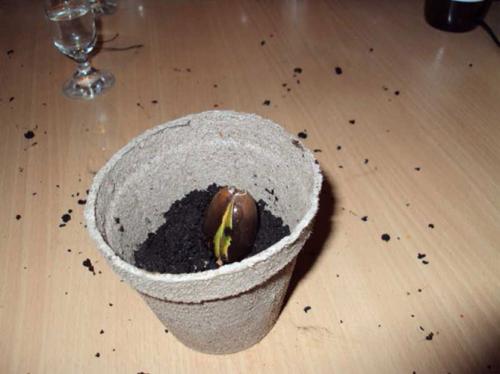 Как ускорить рост дуба. Часть 1 — Любительское выращивание