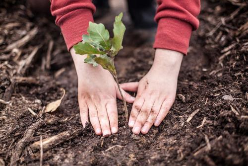Как ухаживать за дубом. Как посадить дуб? Садим саженец или выращиваем дуб из желудя