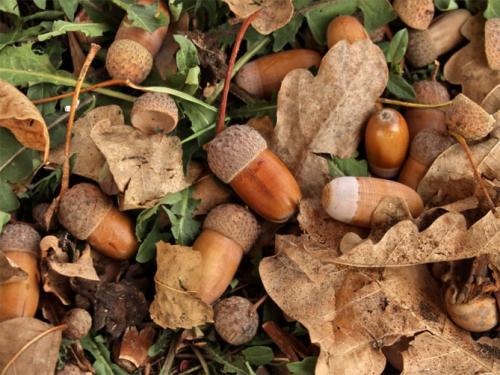 Как ускорить рост дуба. Часть 1 — Любительское выращивание