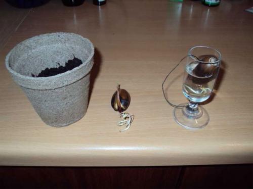 Как ускорить рост дуба. Часть 1 — Любительское выращивание