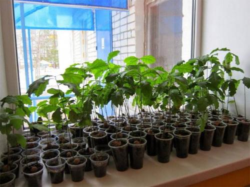 Как ускорить рост дуба. Часть 1 — Любительское выращивание