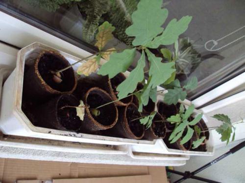 Как ускорить рост дуба. Часть 1 — Любительское выращивание