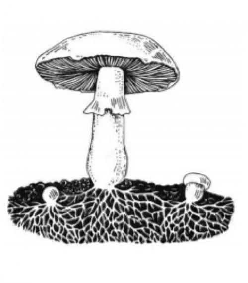 Каковы общие признаки грибов. Роль, значение и применение грибов