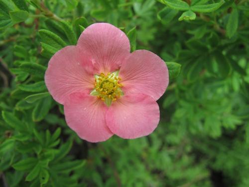 Почему не цветет лапчатка. Уход за лапчаткой, чтобы цвела все лето