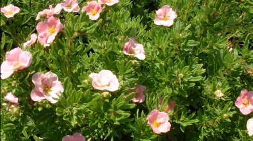 Можно ли обрезать лапчатку летом. Обрезка лапчатки