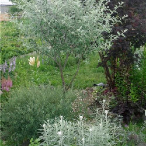 Лапчатка на штамбе. Делаем штамбы!