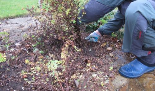 Можно ли обрезать лапчатку летом. Обрезка лапчатки