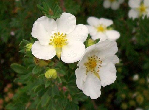 Почему не цветет лапчатка. Уход за лапчаткой, чтобы цвела все лето