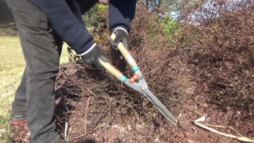 Можно ли обрезать лапчатку летом. Обрезка лапчатки