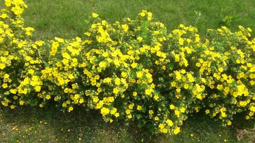 Почему не цветет лапчатка. Уход за лапчаткой, чтобы цвела все лето