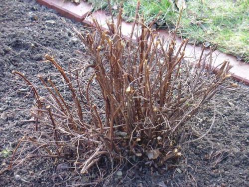 Как подготовить лапчатку к зиме. Уход за лапчаткой осенью: что нужно учесть?