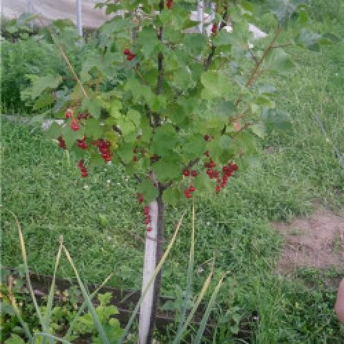 Лапчатка на штамбе. Делаем штамбы!