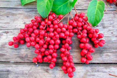 Лимонник китайский настойка. Настойка лимонника китайского от чего помогает инструкция по применению