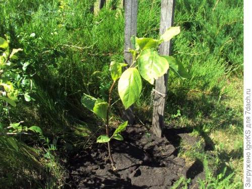 Какие урожайные сорта магнолий вы выращивали в 2025 году. Магнолия. Поиск новых сортов для средней полосы