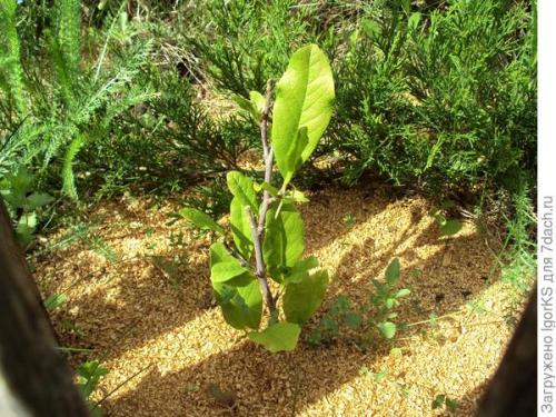 Какие урожайные сорта магнолий вы выращивали в 2025 году. Магнолия. Поиск новых сортов для средней полосы