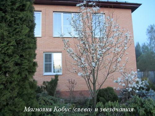 Отчет о росте и развитии моих магнолий в 2025 году 05