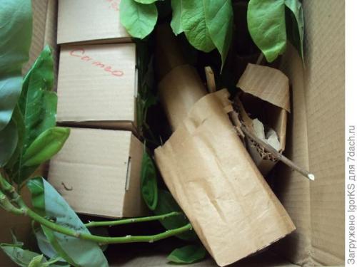 Какие урожайные сорта магнолий вы выращивали в 2025 году. Магнолия. Поиск новых сортов для средней полосы